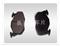 Brake Pad
