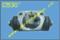 Brake Wheel Cylinder