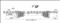 Brand New Complete Shaft MZ-701 for MAZDA - img2