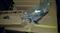 PERKINS 4.236 Engine Valve/OE Number:31431311,31431881 - img4