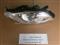 Chery Headlight Assembly S12--3772010AB