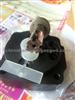 Hidraulic Head Rotor 0964001240