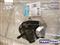 Engine Mount # 3206, 7L3Z6038C, A5518 - img3
