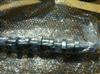 8200987301 Camshaft For K9k Engine 1.5 DCI