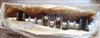Dongfeng cummin 6BT5.9 car engine crankshaft 3929037